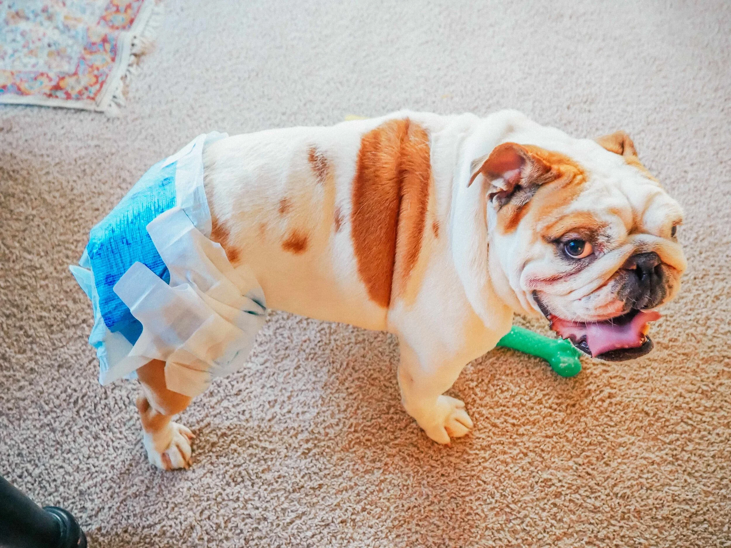 English bulldog diapers deals